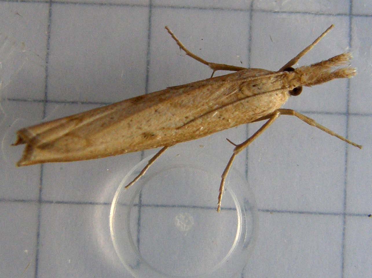 Crambidae:  cfr. Pediasia contaminella