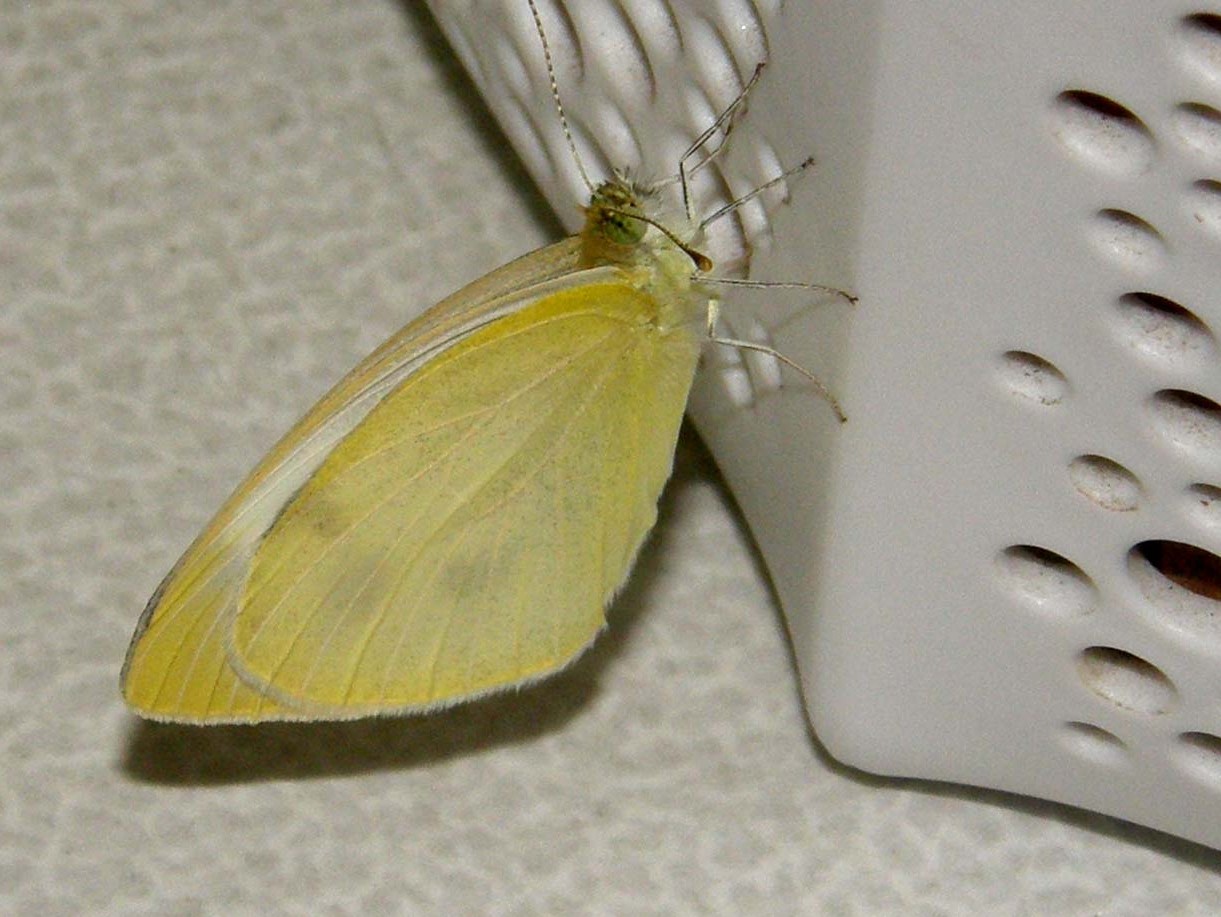 Bella farfalla ...casalinga
