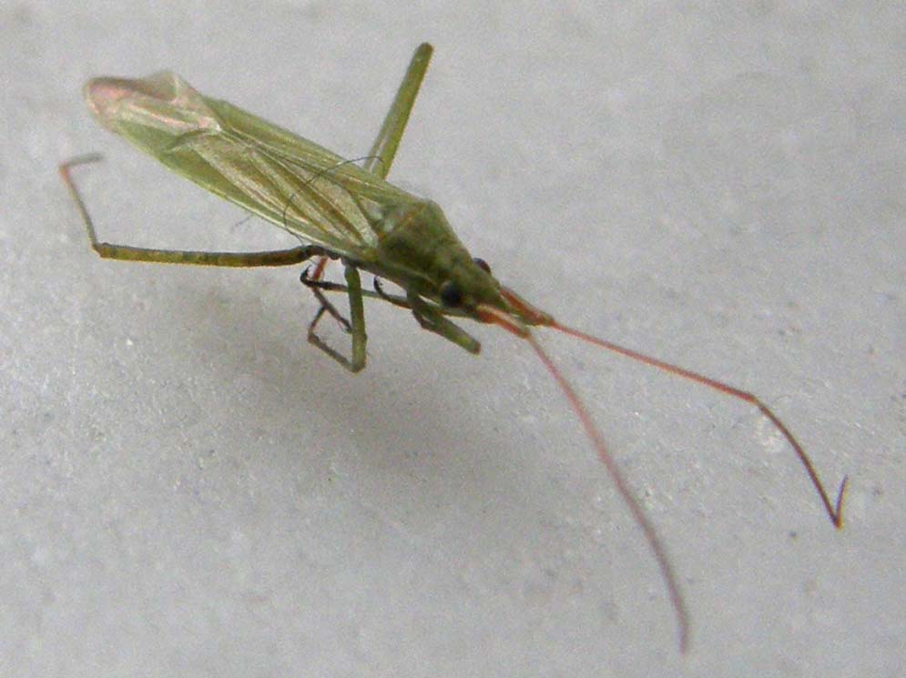 Miridae: Trigonotylus sp.