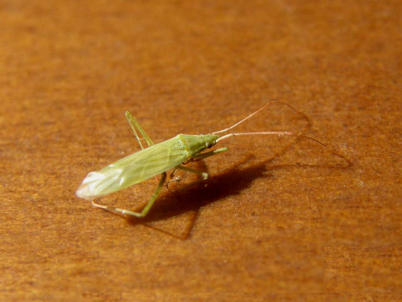 Miridae: Trigonotylus sp.