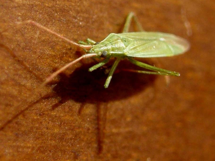 Miridae: Trigonotylus sp.