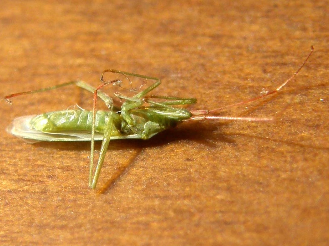 Miridae: Trigonotylus sp.