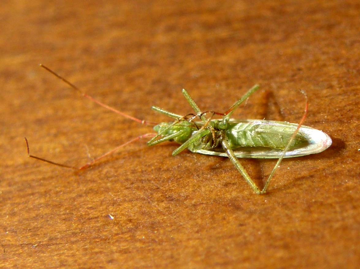 Miridae: Trigonotylus sp.