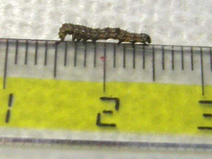 Bruco e crisalide di Helicoverpa armigera (Noctuidae)
