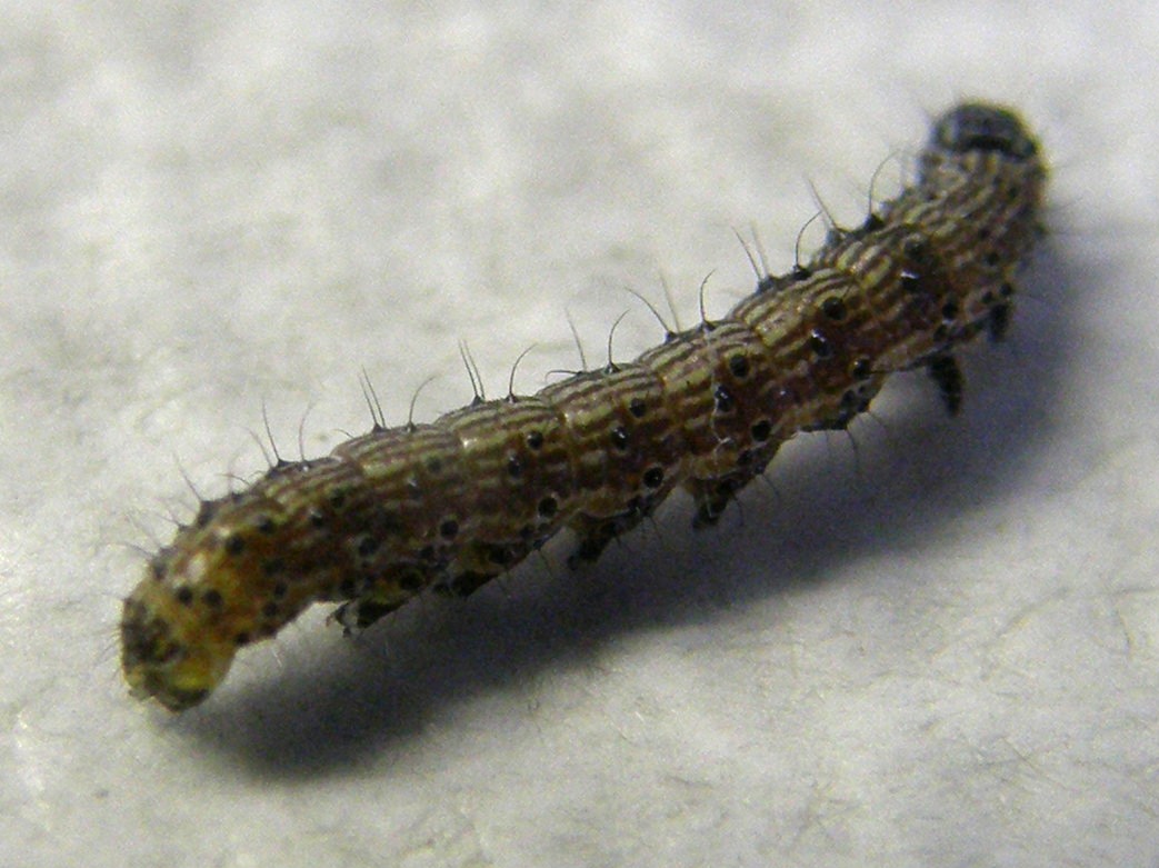 Bruco e crisalide di Helicoverpa armigera (Noctuidae)