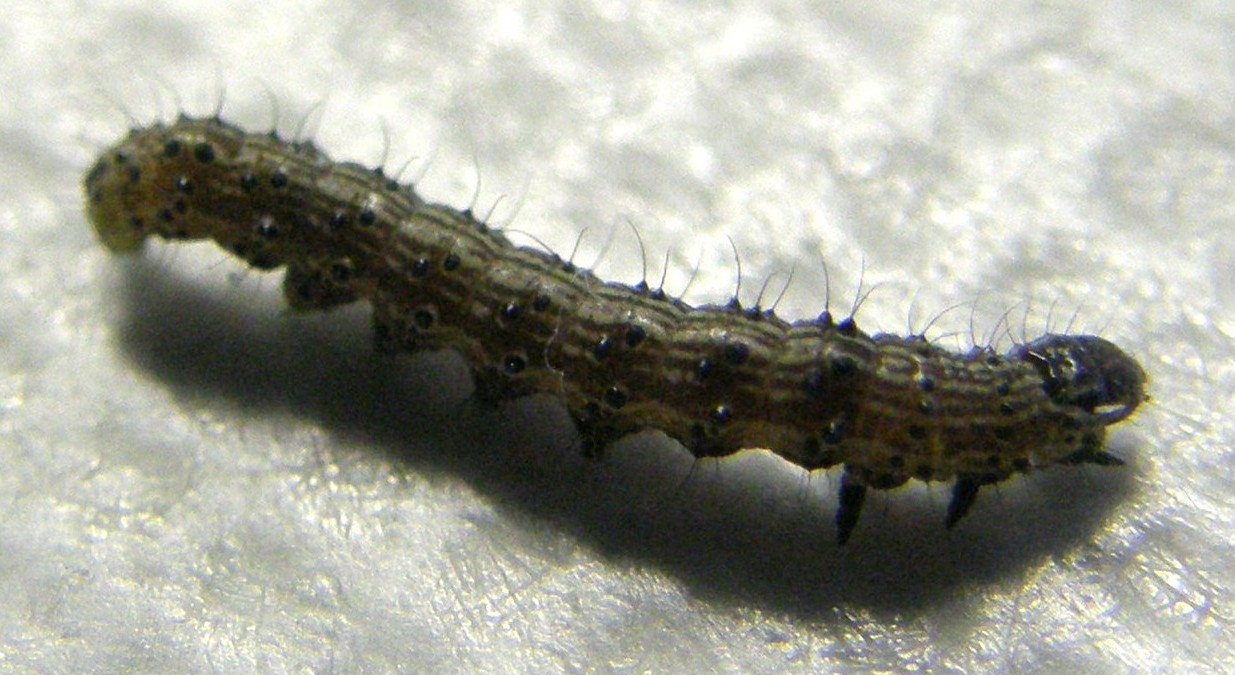 Bruco e crisalide di Helicoverpa armigera (Noctuidae)