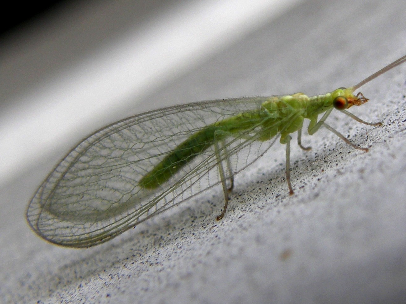 Chrysopidae da identificare