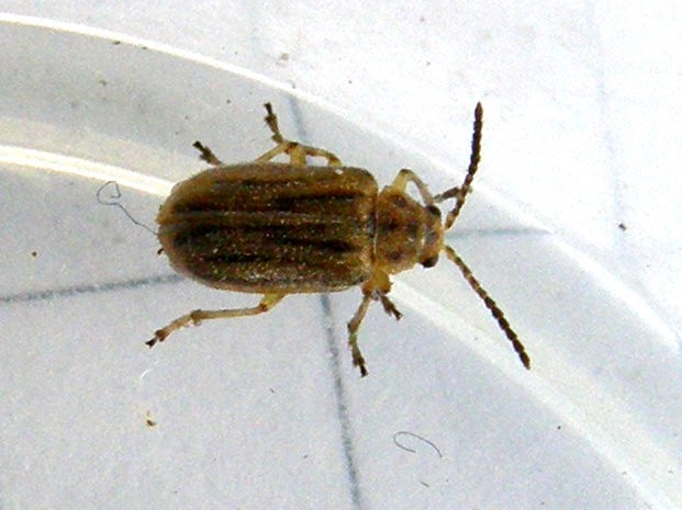 Ophraella communa (Chrysomelidae)