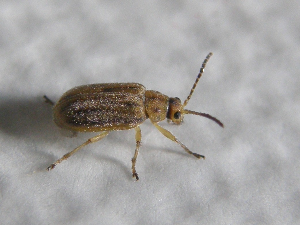Ophraella communa (Chrysomelidae)