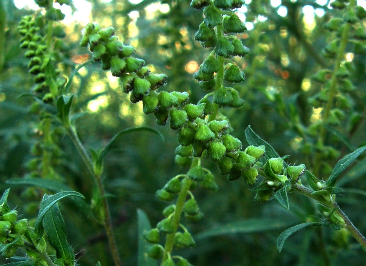 Ambrosia artemisiifolia