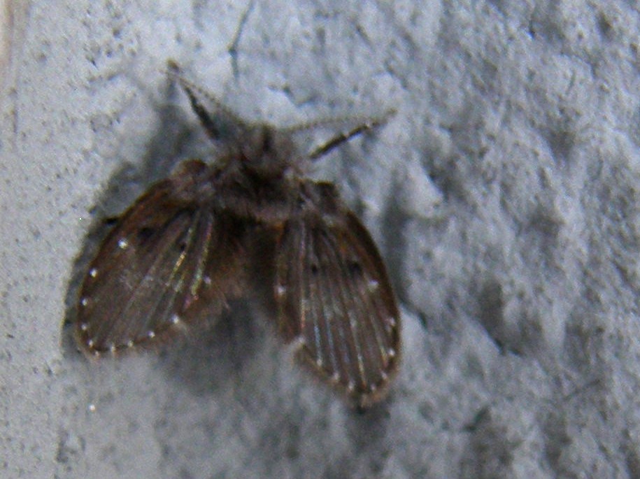 Psychodidae