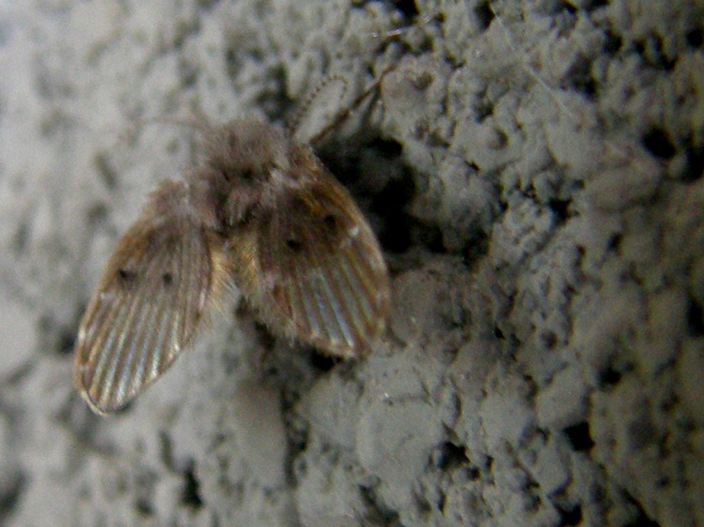 Psychodidae