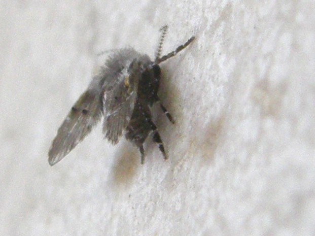 Psychodidae