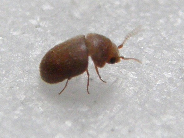 Lasioderma serricorne, Anobiidae