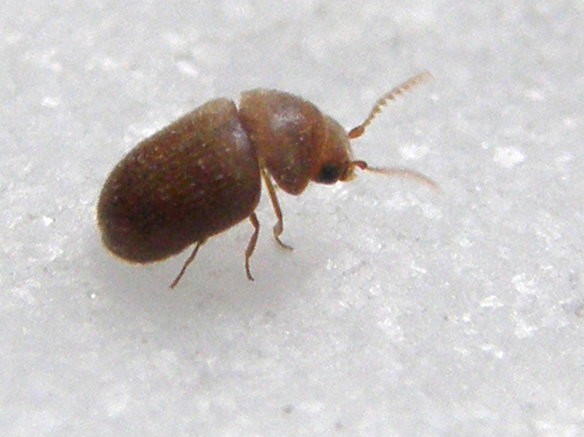 Lasioderma serricorne, Anobiidae