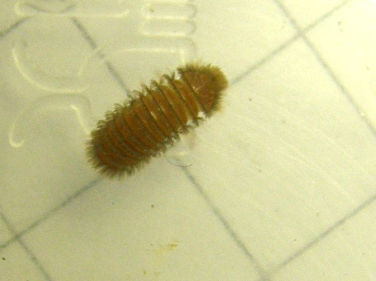 Larva da identificare: Thylodrias contractus