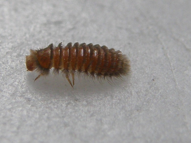 Larva da identificare: Thylodrias contractus