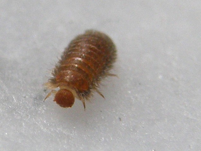 Larva da identificare: Thylodrias contractus