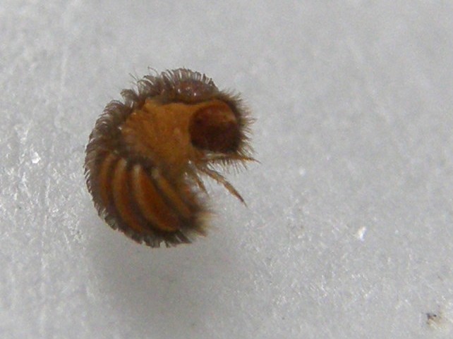 Larva da identificare: Thylodrias contractus