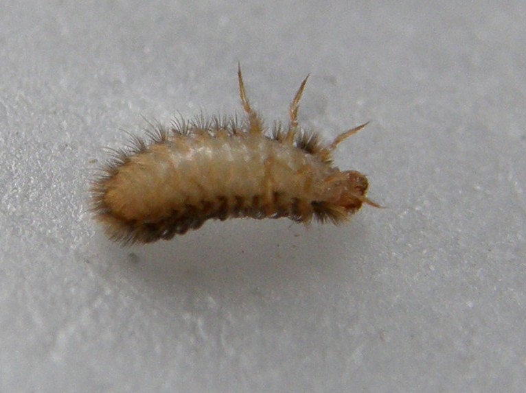 Larva da identificare: Thylodrias contractus