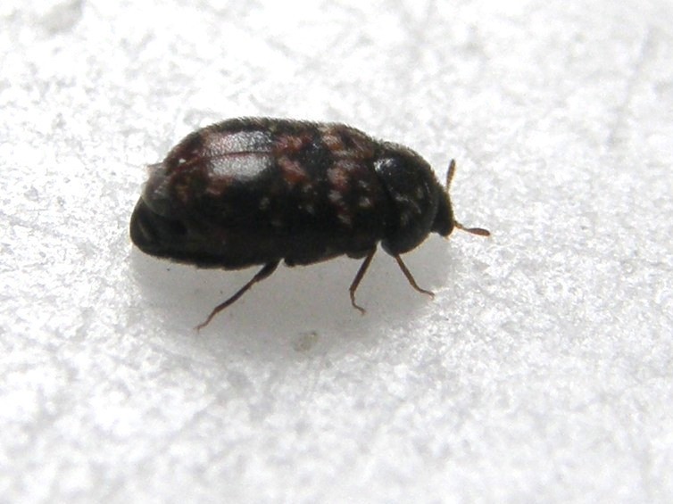 Dermestidae: probabile Trogloderma sp.