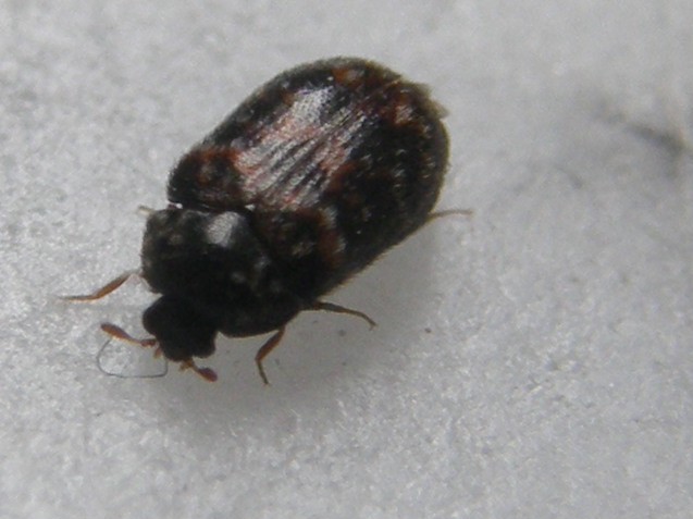 Dermestidae: probabile Trogloderma sp.