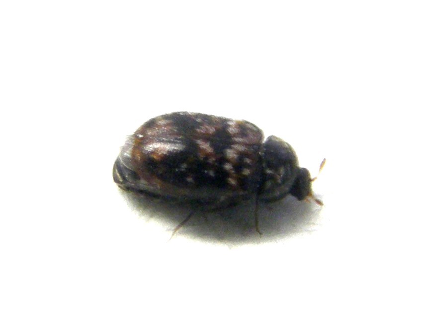 Dermestidae: probabile Trogloderma sp.