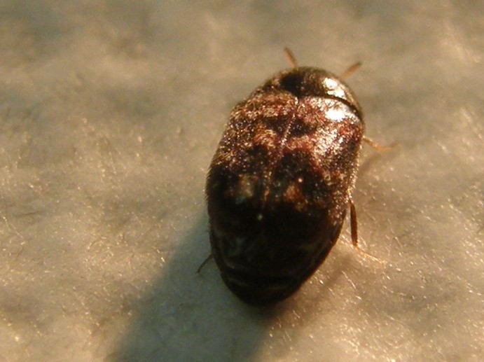 Dermestidae: probabile Trogloderma sp.