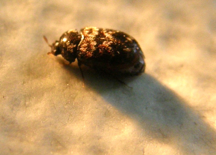 Dermestidae: probabile Trogloderma sp.