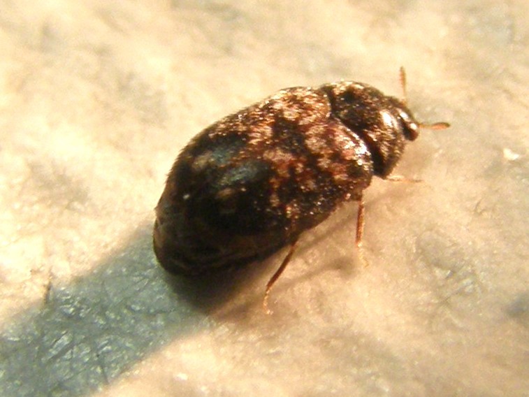 Dermestidae: probabile Trogloderma sp.