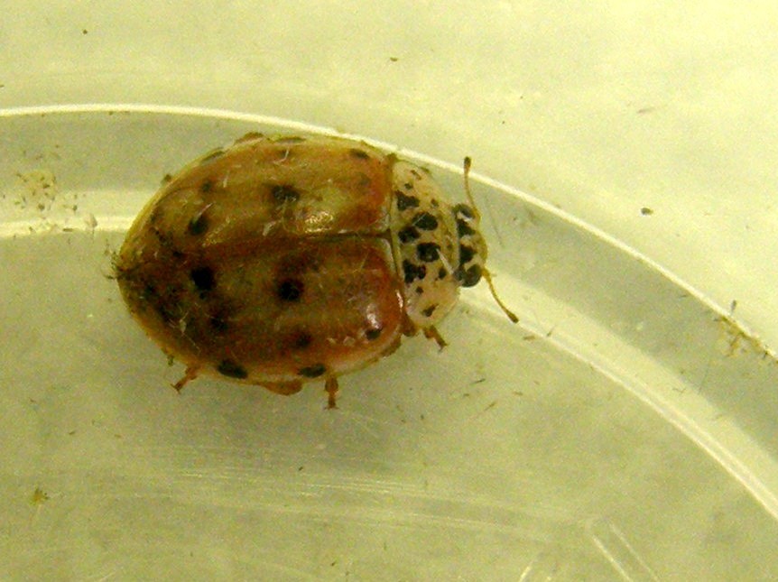 Harmonia quadripunctata, Coccinellidae