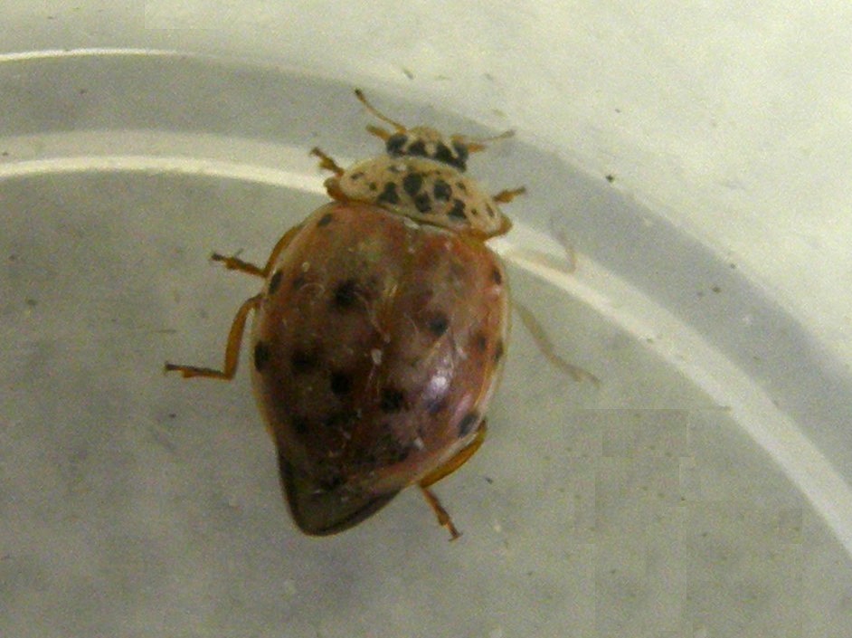 Harmonia quadripunctata, Coccinellidae