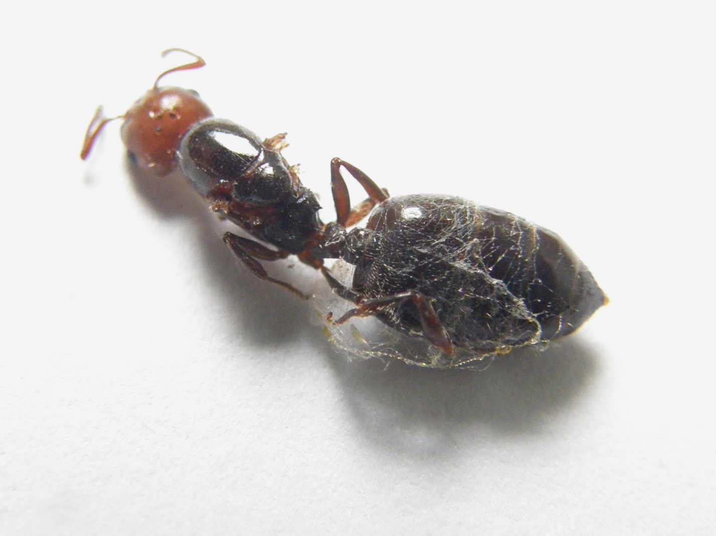 Grossa formica...finita male: Crematogaster scutellaris