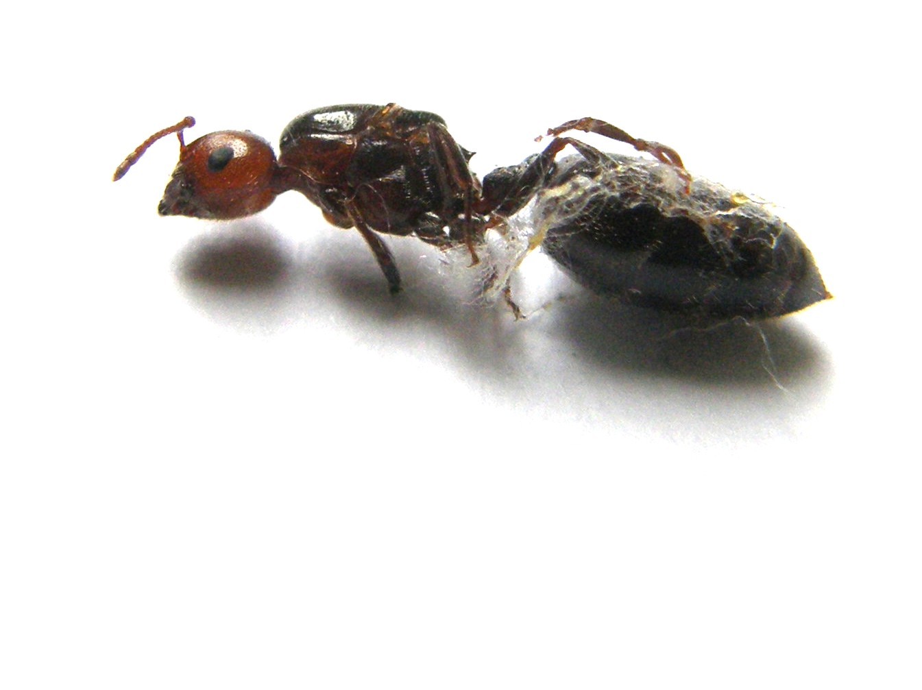Grossa formica...finita male: Crematogaster scutellaris
