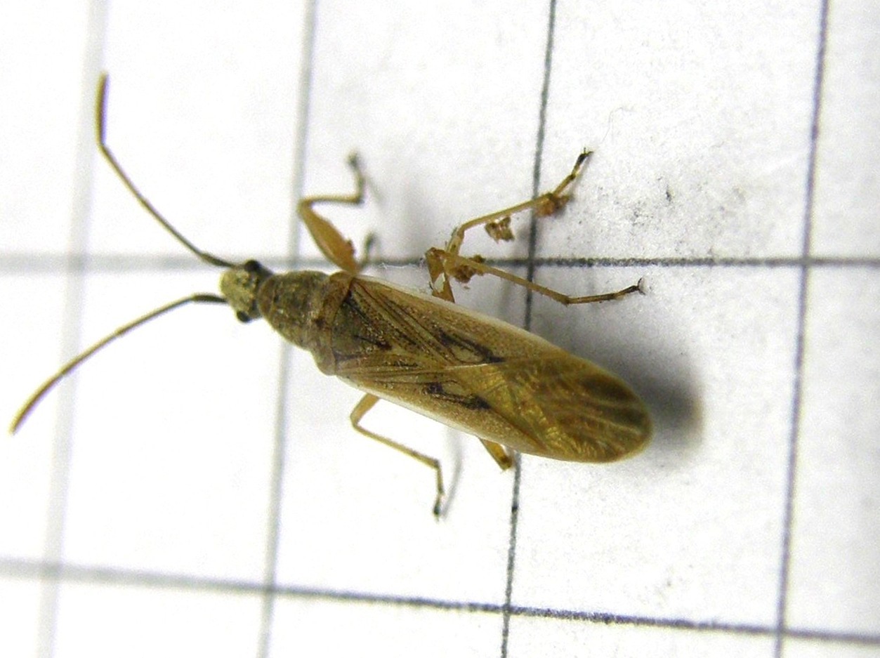 Lygaeidae: Paromius gracilis della Lombardia (MI)