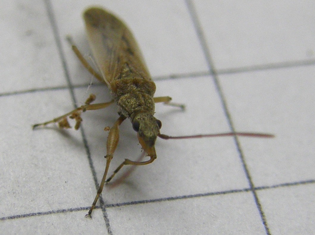 Lygaeidae: Paromius gracilis della Lombardia (MI)