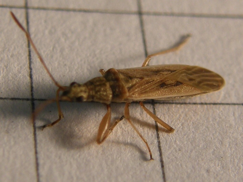 Lygaeidae: Paromius gracilis della Lombardia (MI)