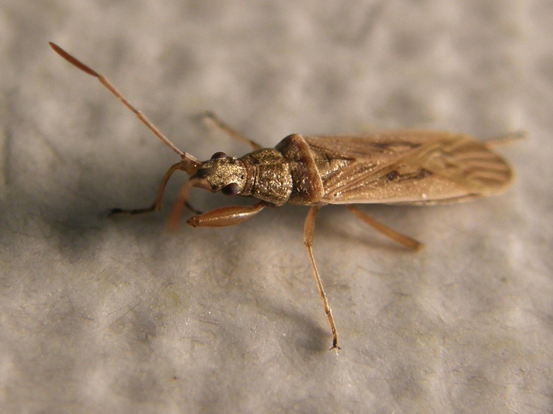 Lygaeidae: Paromius gracilis della Lombardia (MI)