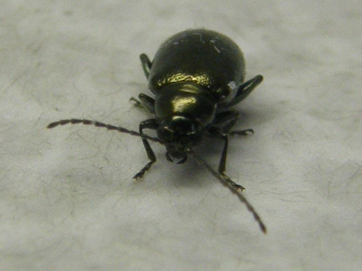 Altica oleracea