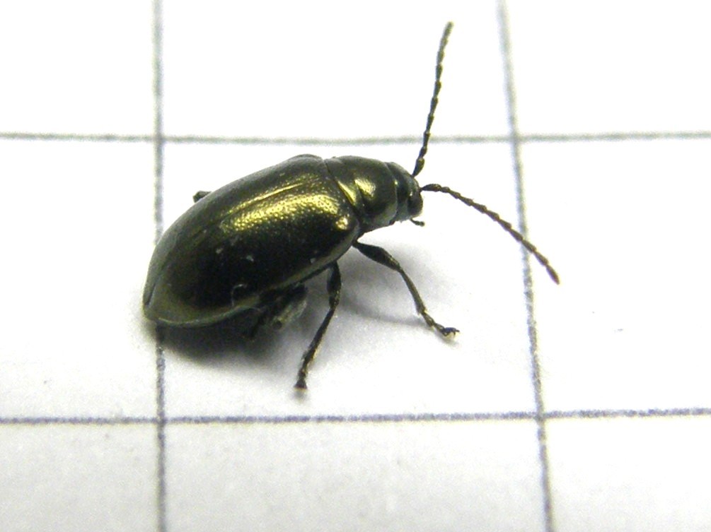 Altica oleracea