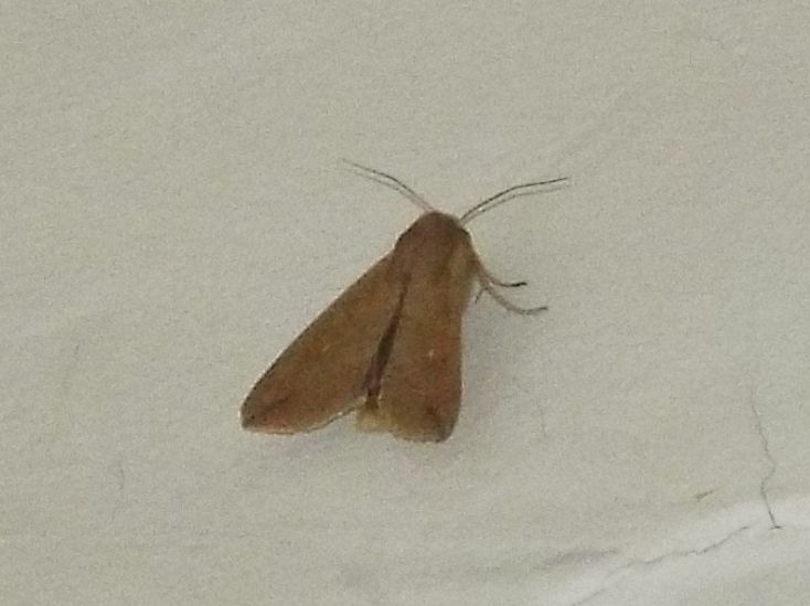 Mythimna unipuncta  (Noctuidae)
