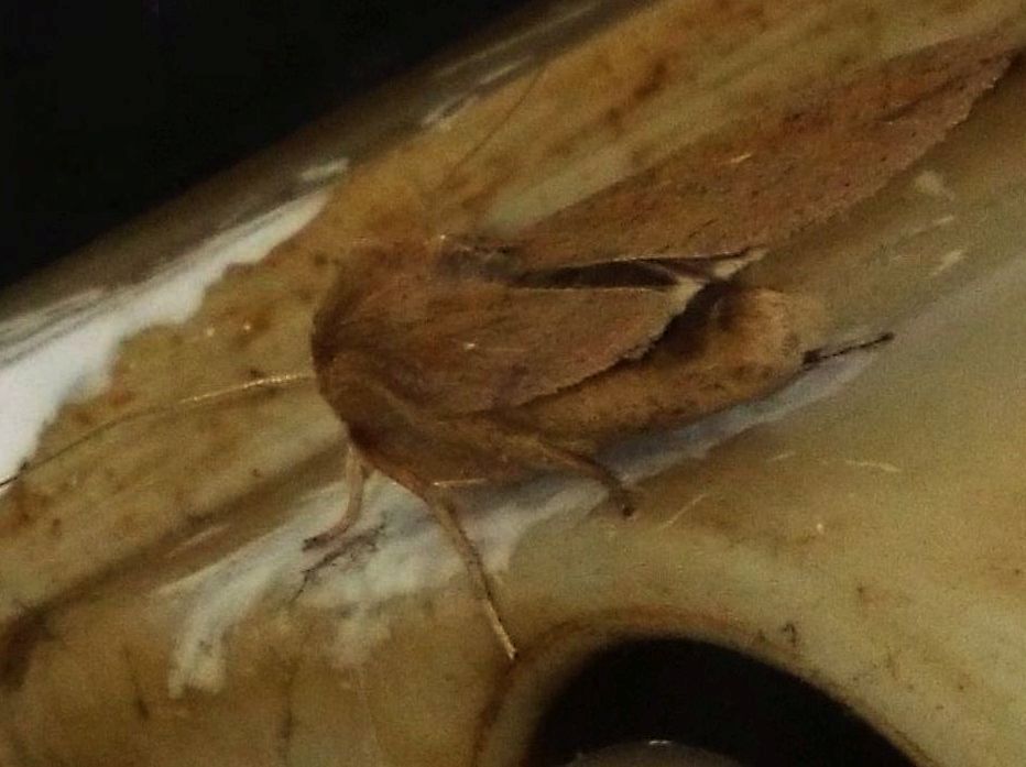 Mythimna unipuncta  (Noctuidae)