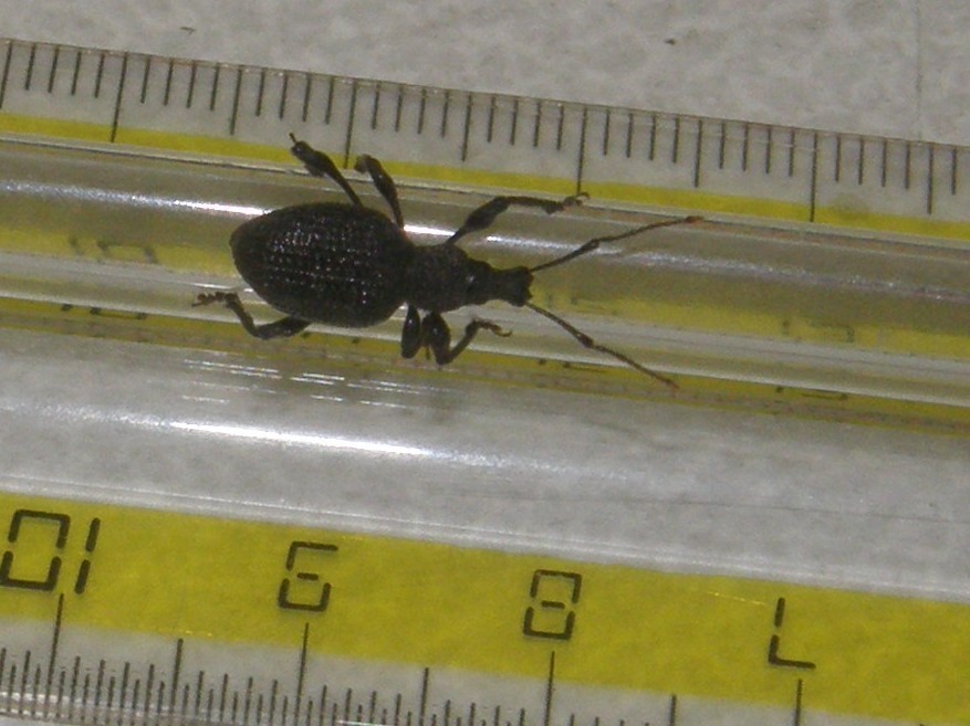 Otiorhynchus sulcatus - Curculionidae