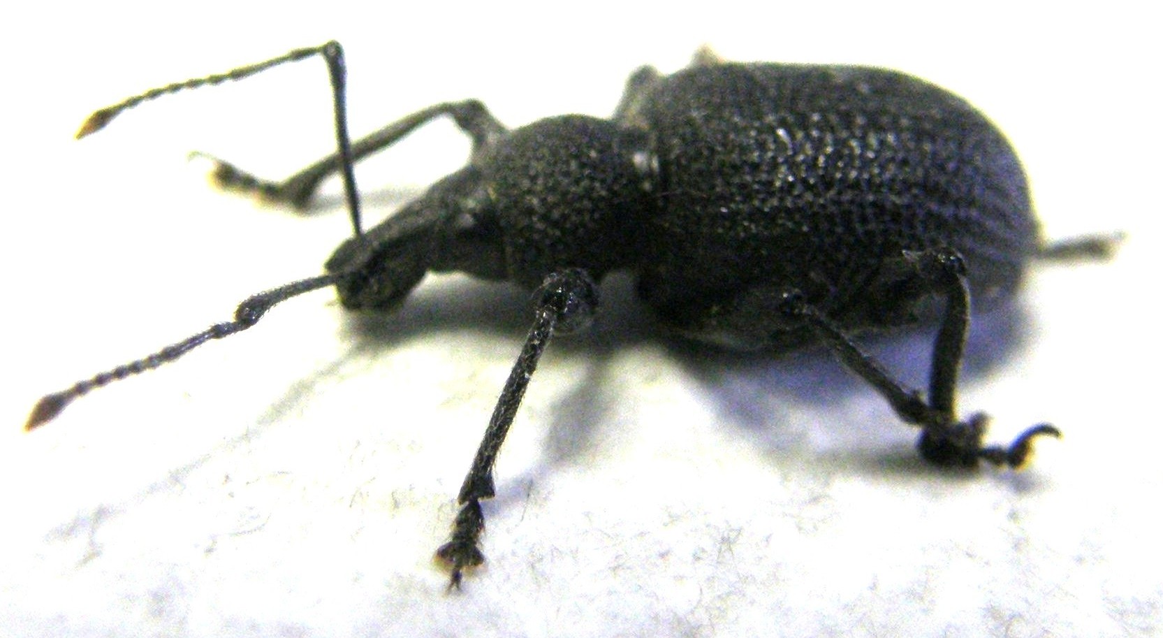 Otiorhynchus sulcatus - Curculionidae