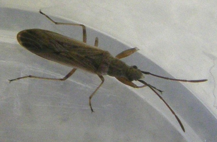 Paromius gracilis (Lygaeidae)