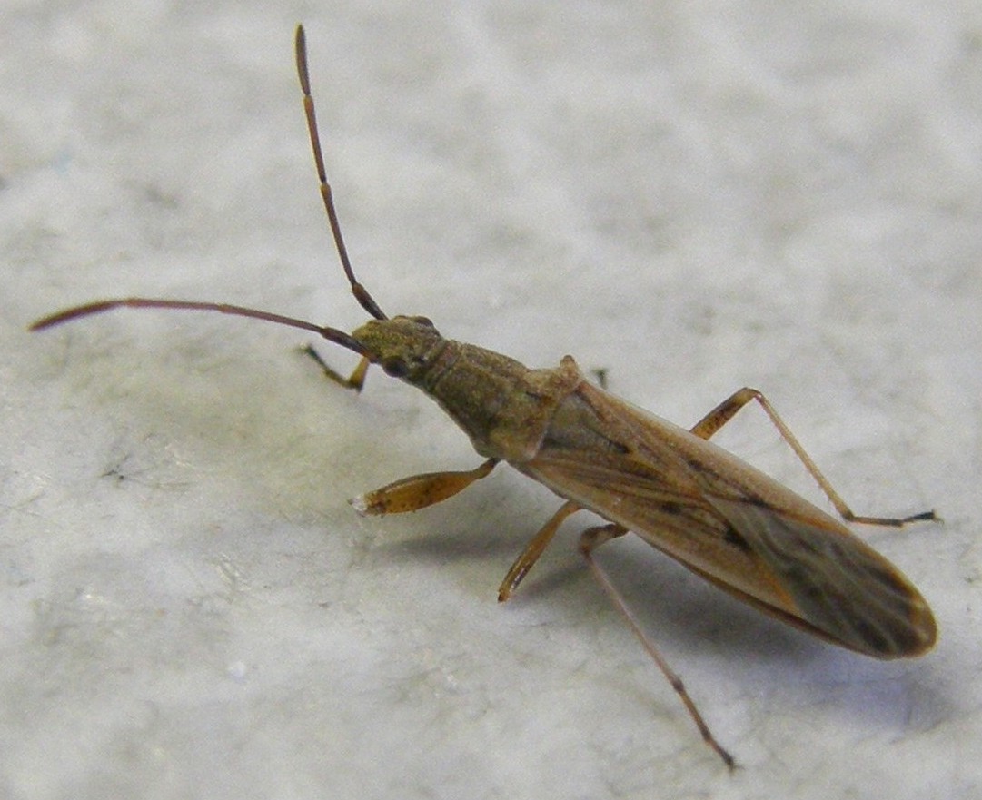 Paromius gracilis (Lygaeidae)