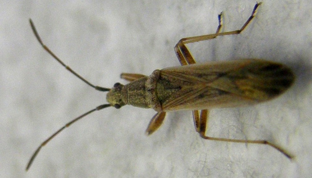 Paromius gracilis (Lygaeidae)
