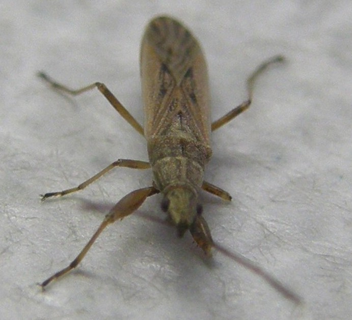 Paromius gracilis (Lygaeidae)
