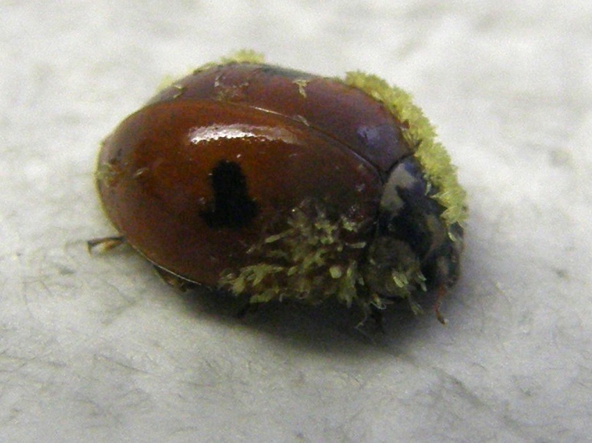 Adalia bipunctata parassitata da fungo (Laboulbeniaceae)