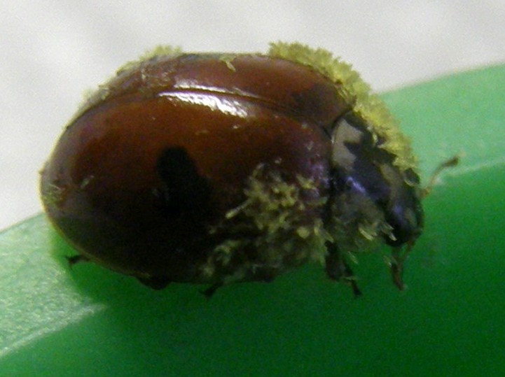 Adalia bipunctata parassitata da fungo (Laboulbeniaceae)